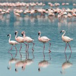 Flamingos Kenya Lakes. PHOTO Magical Kenya..