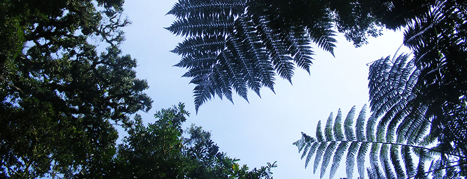 Giant Fern Trees, Buhoma, Bwindi, Uganda