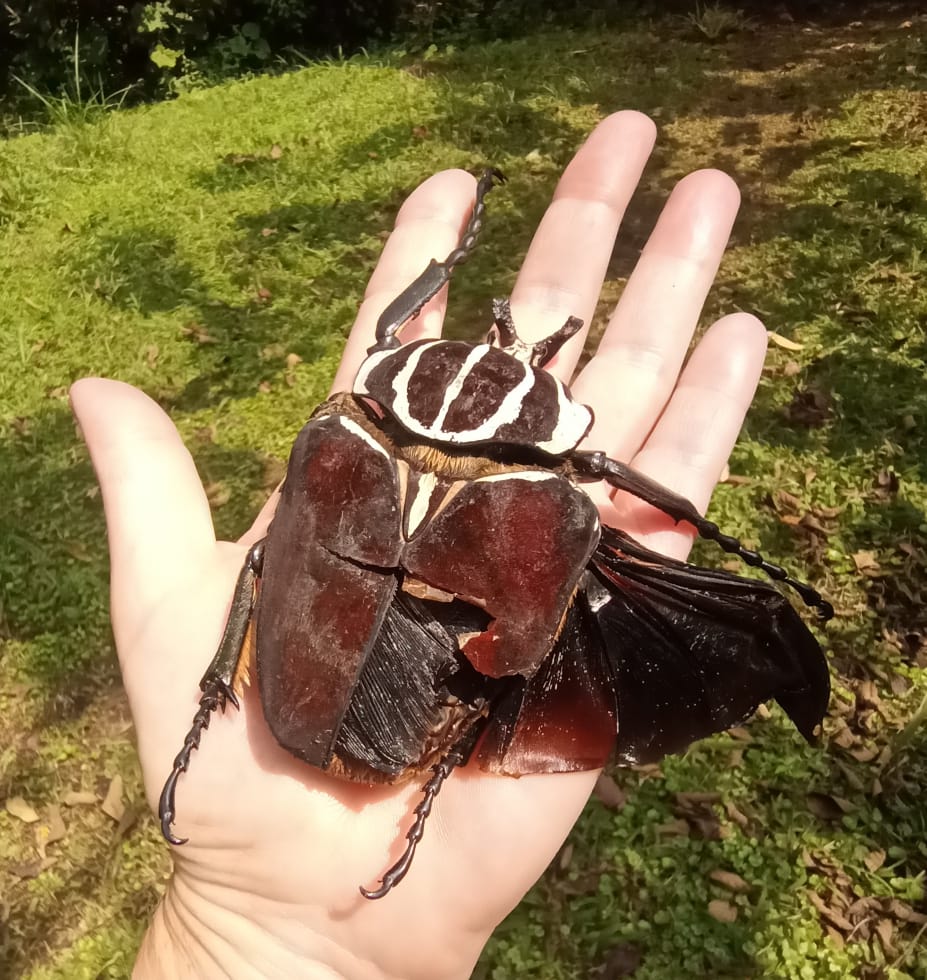 Giant Goliath beetle Sunbird Hill Uganda. PHOTO Charlotte Beauvoisin Diary of a Muzungu