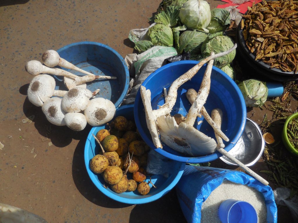 giant-mushrooms-arua-market