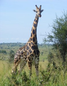 Rothschild's Giraffe, Murchison Falls National Park