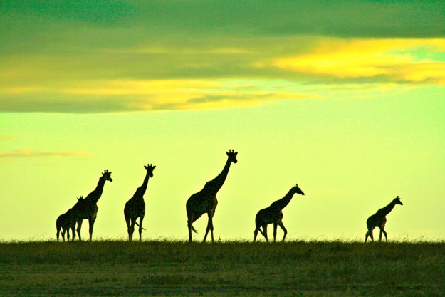 Giraffes on the horizon Mara Kenya Riz Jiwa Rizjiwa