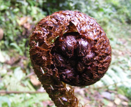 ferns. hiking Bwindi 