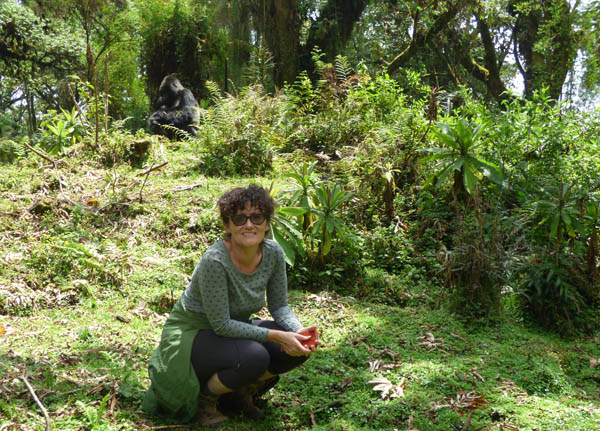 Silverback mountain gorilla Titus family Rwanda