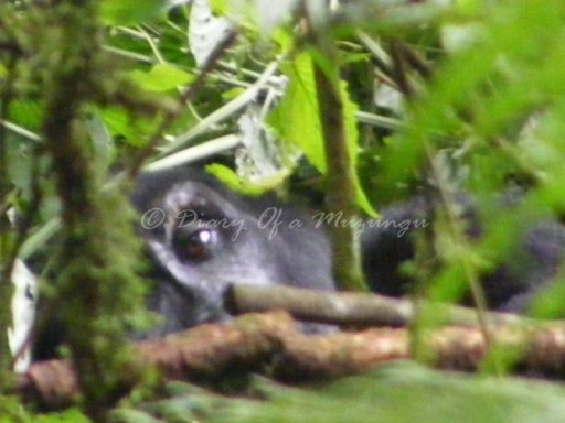 A gorilla peeks at us through the thick leaves of Bwindi Impenetrable Forest. Gorilla trekking Uganda