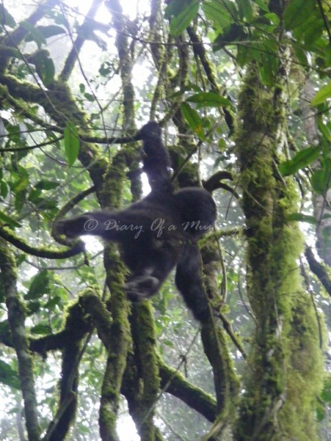 Hanging out with the baby gorilla. Bwindi Impenetrable Forest. Gorilla trekking Uganda