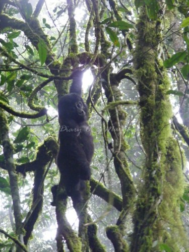 Baby gorilla. Gorilla trekking Uganda