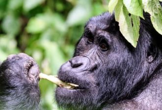 Gorilla Walking Safaris, Uganda