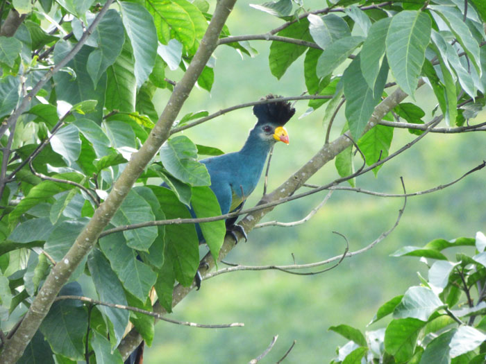 Great Blue Turaco, Sunbird Hill, Kibale Forest. Charlotte Beauvoisin