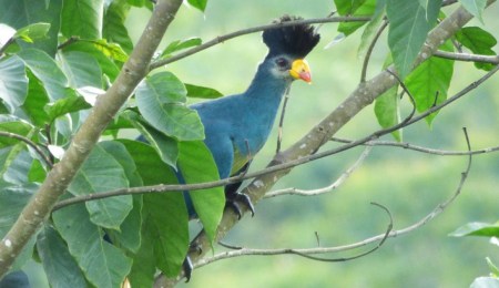 Great Blue Turaco, Sunbird Hill. Kibale Forest edge