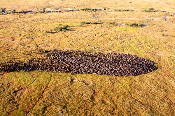 great-migration-mara-kenya-riz-jiwa-rizjiwagmail