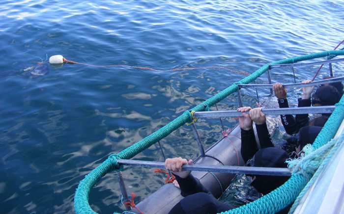 human bait. Great White Shark diving cage