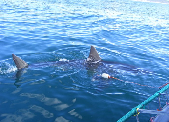 Great White Shark diving Gansbaai South Africa