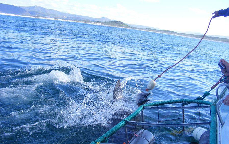 Great White Shark diving South Africa