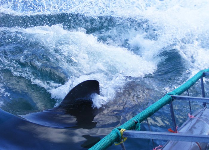 Great White Shark turning. diving Gansbaai