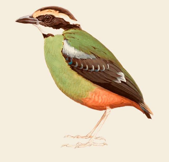 Green-breasted Pitta. Image courtesy of eGuide to Birds of East Africa