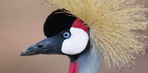 Grey Crowned Crane. PHOTO Andy Gooch