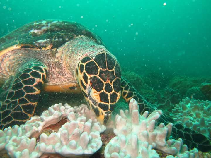 Hawksbill Turtle. Photo Turtle Bay Dive Centre Watamu