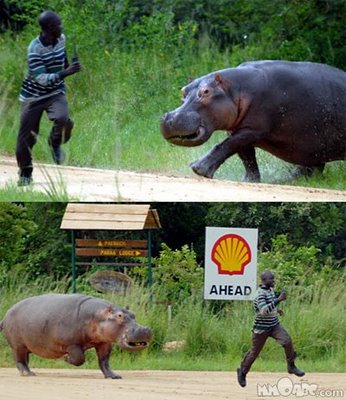 Swimming in Uganda. Hippo chasing at man at Paraa, Murchison Falls National Park, Uganda