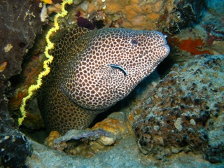 Honeycomb Moray Eel. Snorkel Watamu. Photo Turtle Bay Dive Centre