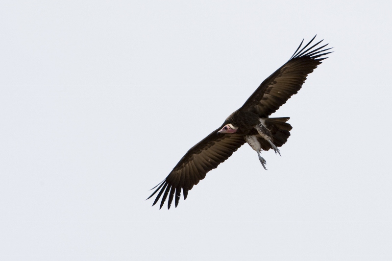 Hooded Vulture soaring above Kampala. PHOTO Achilles Byaruhanga