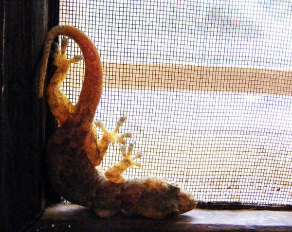 house gecko inside windowframe