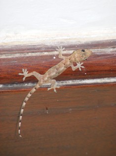 house gecko on skirting board