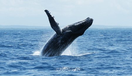 Humpbank whale breaching. Watamu Marine Association Kenya