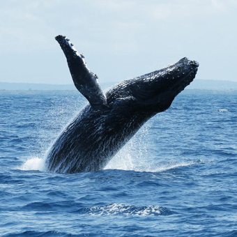 Humpbank whale breaching. Watamu Marine Association Kenya