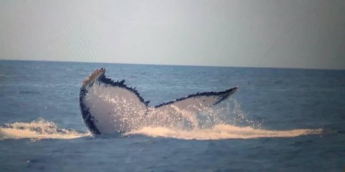 Humpbank whale. Watamu Marine Association Kenya whale watching