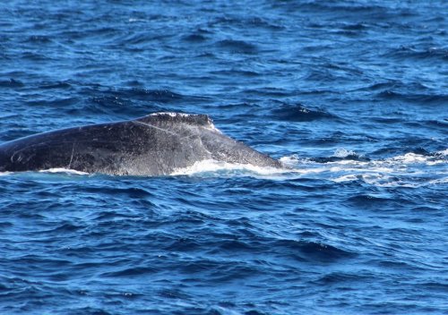 Humpbank whale. Watamu Marine Association Kenya whale watching