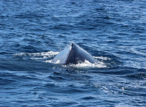 Humpbank whale. Watamu Marine Association Kenya whale watching