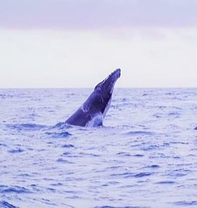 Humpbank whale. Watamu Marine Association Kenya whale watching