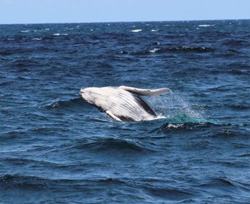 Humpbank whale. Watamu Marine Association Kenya whale watching