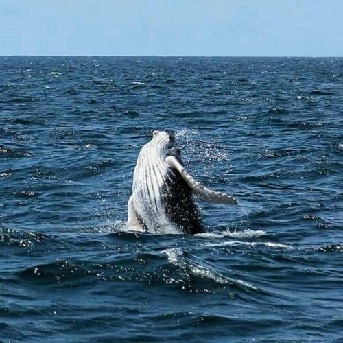 Humpbank whale. Watamu Marine Association Kenya whale watching