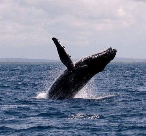 Humpbank whale. Watamu Marine Association Kenya whale watching