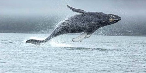 Humpbank whale. Watamu Marine Association Kenya whale watching