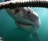 Great White Shark diving. PHOTO Michael Rutzen's www.sharkdivingunlimited.com