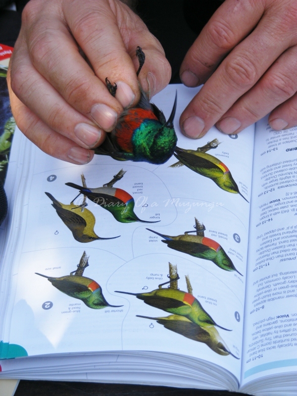 Identifying a Sunbird. Sunbird Hill Kibale Forest