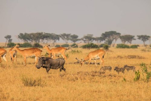 Ishasha Wilderness Camp, Queen Elizabeth National Park