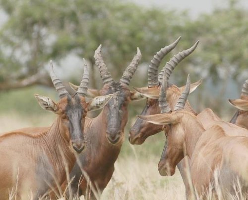 Ishasha Wilderness Camp, Queen Elizabeth National Park Uganda safari