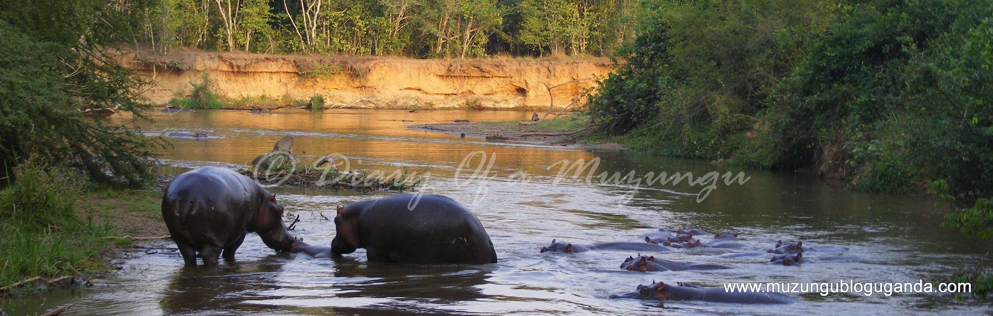 hippos Queen Elizabeth National Park