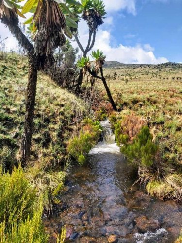 Mount Elgon National Park hike, Uganda. Jean Byamugisha