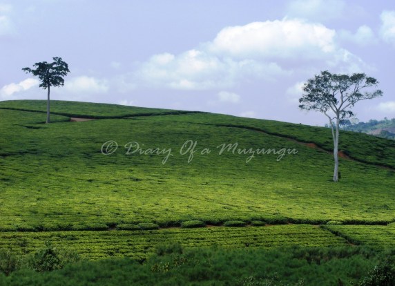 A Jinja tea estate