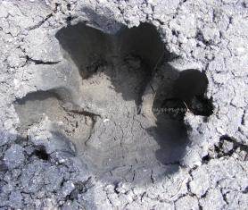 Hippo footprint