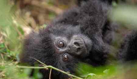 Kwita Izina baby gorilla naming ceremony Rwanda. PHOTO RDB