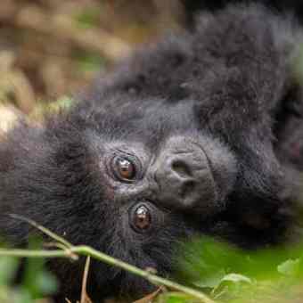 Kwita Izina baby gorilla naming ceremony Rwanda. PHOTO RDB