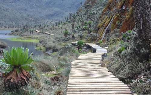 Lake Bujuku boardwalk. Rwenzori Mountains National Park. Photo UWA