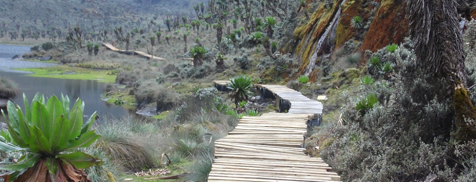 Lake Bujuku boardwalk. Rwenzori Mountains National Park. UWA