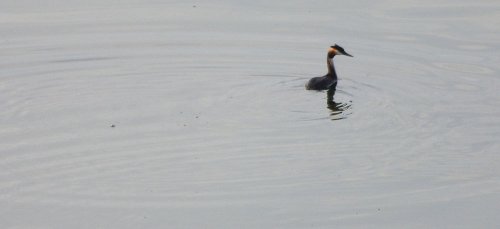 Lake Saka, Fort Portal. Great Crested Grebe